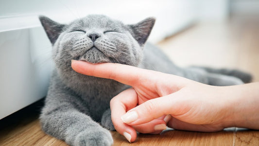 Cuidados básicos para gatos: guía esencial para dueños responsables
