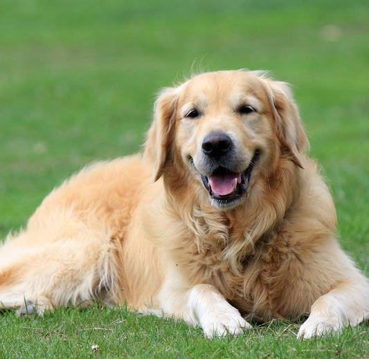 Cómo cuidar a perros de pelo largo: guía definitiva