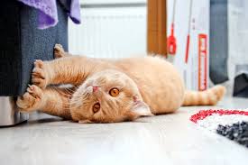 De esta manera evitarás que tu gato arañe las alfombras