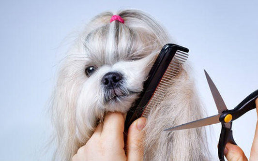 Todo lo que necesitas saber sobre la peluquería canina: guía completa