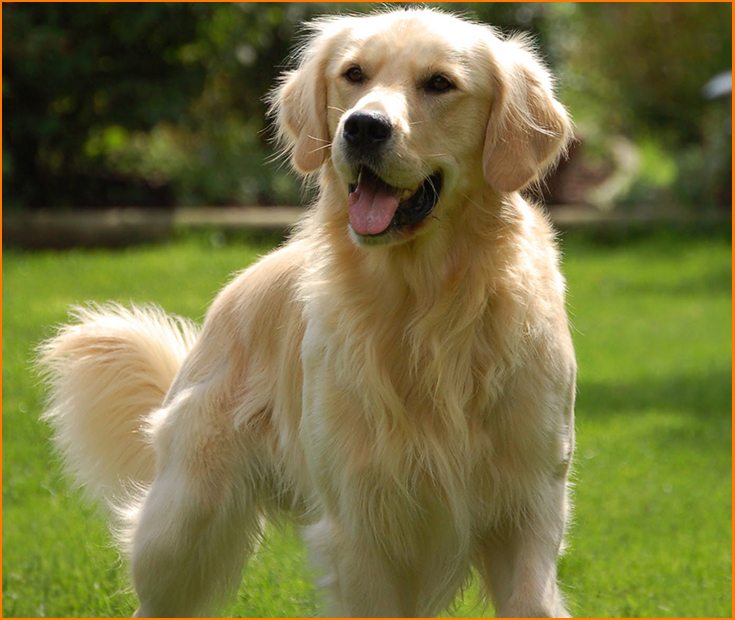 Así se debe cuidar a perros de pelo largo