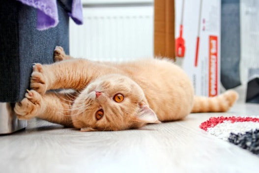 De esta manera evitarás que tu gato arañe las alfombras